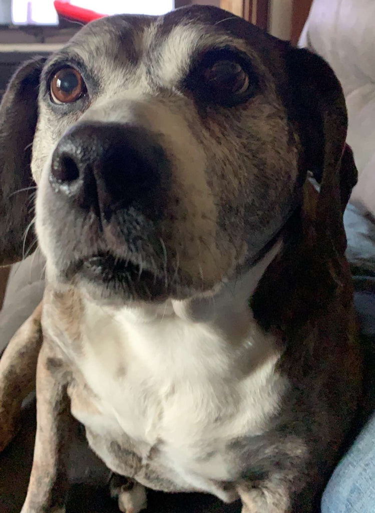 Ginger-12 year old Beagle/Boxer mix with 2 torn ACL's