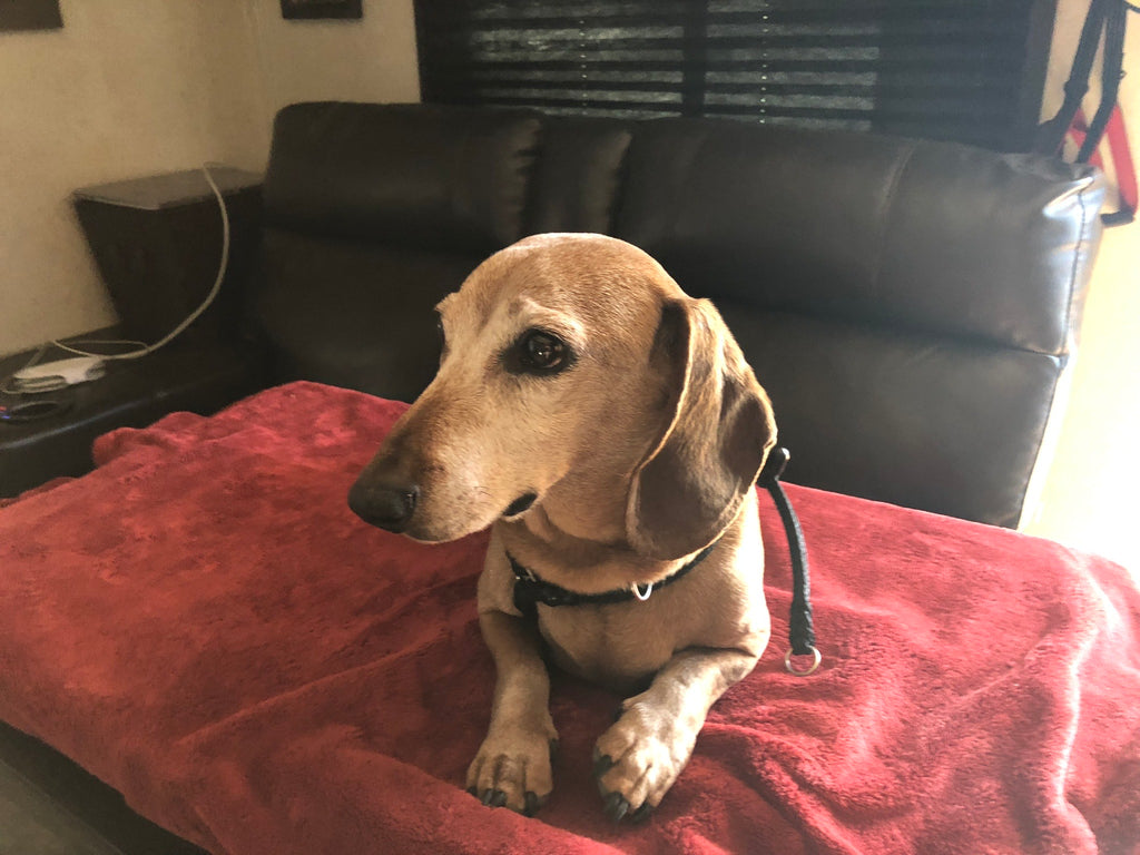 Oliver, the 14 year old Doxie
